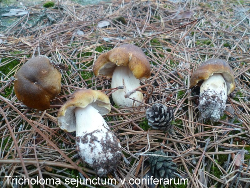 Tricholoma sejunctum var.coniferarum-amf108.jpg - Tricholoma sejunctum var.coniferarum ; Nom français: Tricholome disjoint des conifères